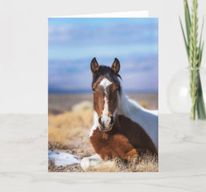 Greeting Cards