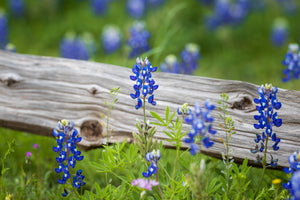 Bluebonnet Heaven