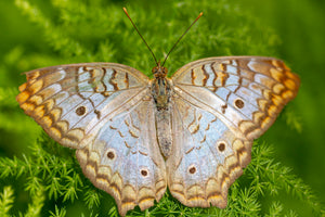 White Peacock Butterfly