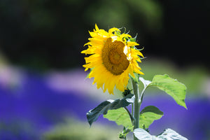 Lavender & Sunflowers 🌻