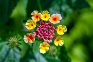 Lantana