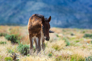 Wild Horses & Wildflowers