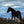 wild horse greeting card