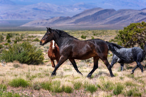 Freedom 5x7 Greeting card