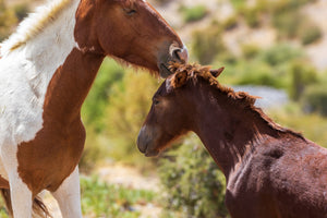 Mommy Kisses Blank Greeting Card