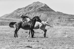 Dominance Dance Blank Greeting Card