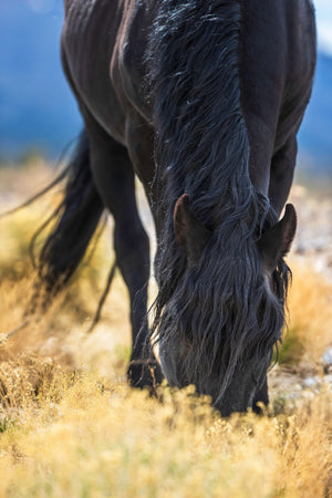 "Nothing Gold Can Stay" Photographic Wall Art
