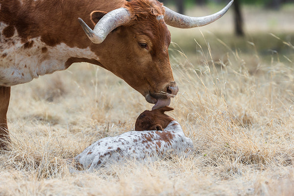 "Ear Scrubbin" Greeting Card