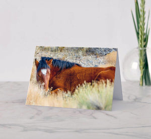 Sleepy Wild Stallion 5x7 Blank Greeting Card