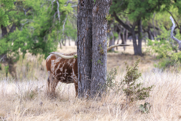 “Hidden” 5x7 blank greeting card