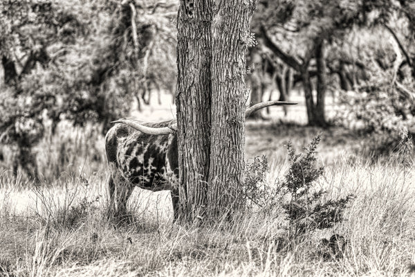 “Hidden” Sepia blank greeting card
