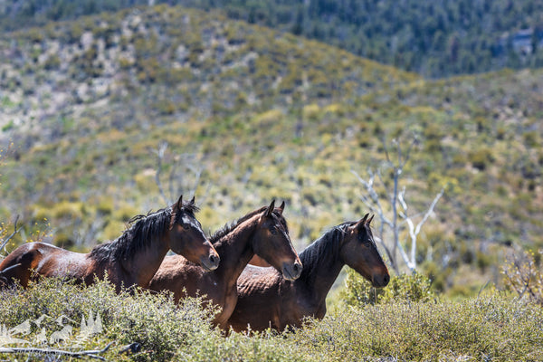 The Three Amigos Greeting card