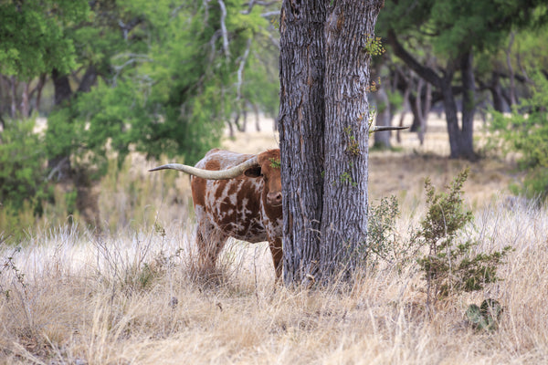 Peekaboo